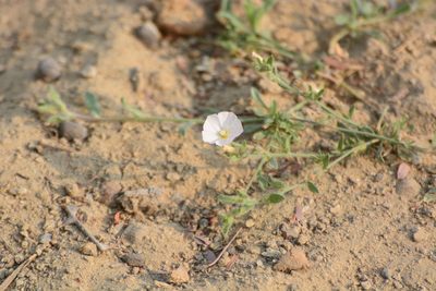 Convolvulus prostratus, photographed by S.MORE