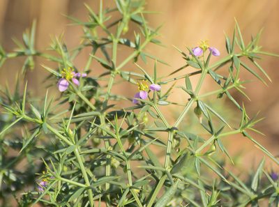 Zygophyllum paulayanum, photographed by S.MORE