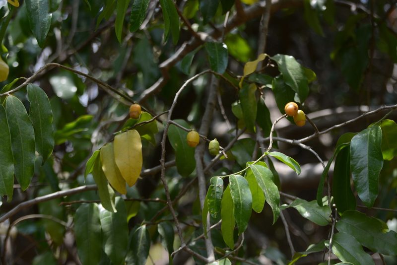 Olax imbricata, photographed by S.MORE