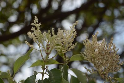 Wendlandia heynei, photographed by S.MORE