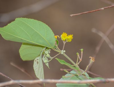 Grewia tiliifolia, photographed by S.MORE