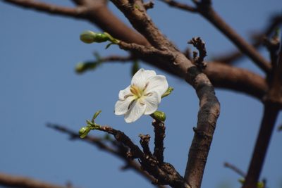 Tamilnadia uliginosa, photographed by S.MORE