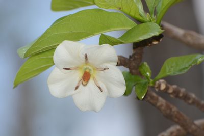 Tamilnadia uliginosa, photographed by S.MORE