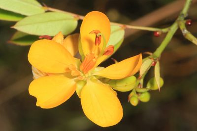 Senna mexicana, photographed by Judy Gallagher