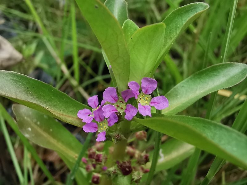 Ammannia crassicaulis, photographed by Carlos G Velazco-Macias