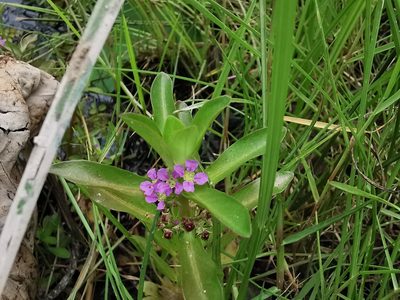 Ammannia crassicaulis, photographed by Carlos G Velazco-Macias