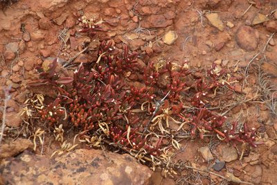Mesembryanthemum paulum, photographed by Tony Rebelo