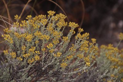 Helichrysum excisum, photographed by Tony Rebelo