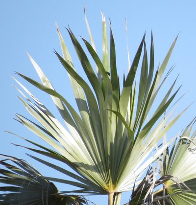 Coccothrinax jamaicensis, photographed by Millie Basden