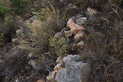 Oedera pungens, photographed by Tony Rebelo
