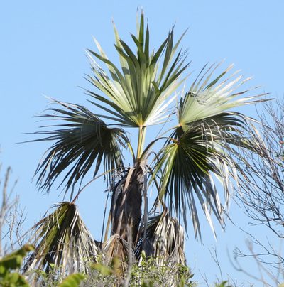 Coccothrinax jamaicensis, photographed by Millie Basden