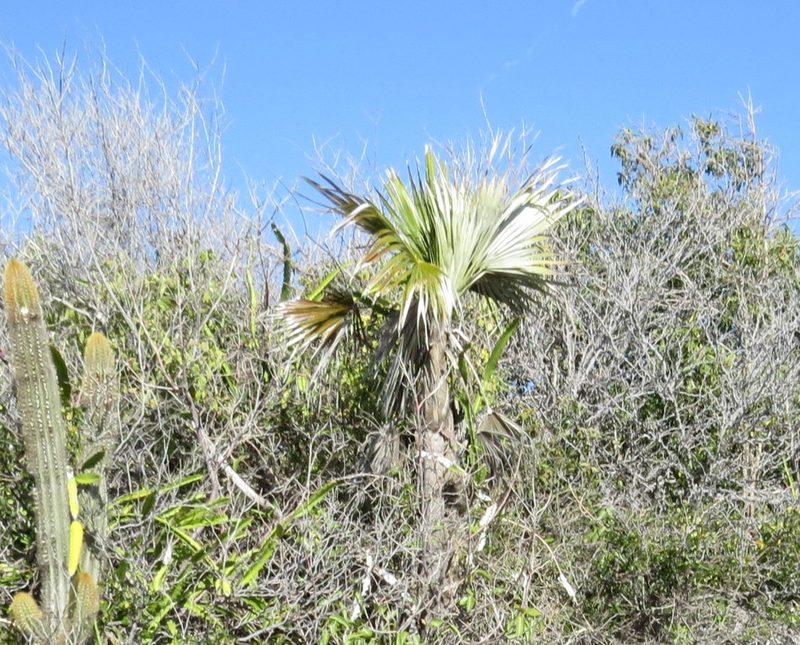 Coccothrinax jamaicensis, photographed by Millie Basden