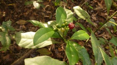 Psychotria carthagenensis, photographed by Florencia Grattarola