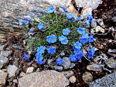 Eritrichium nanum, photographed by Karsten Rohweder