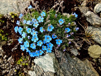 Eritrichium nanum, photographed by Karsten Rohweder