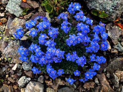 Eritrichium nanum, photographed by Karsten Rohweder