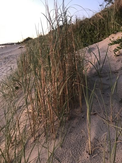 Panicum racemosum, photographed by Gabriel Laufer