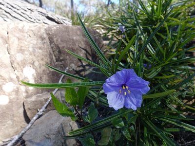 Solanum vescum, photographed by Cowirrie