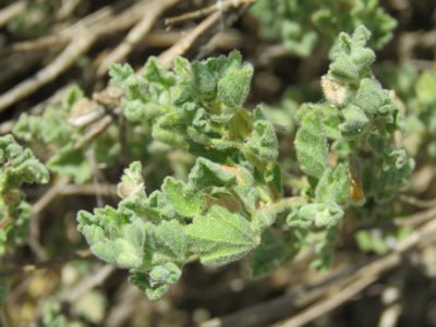 Billieturnera helleri, photographed by Alexis López Hernández