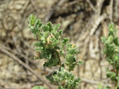 Billieturnera helleri, photographed by Alexis López Hernández