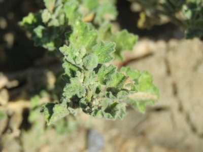 Billieturnera helleri, photographed by Alexis López Hernández