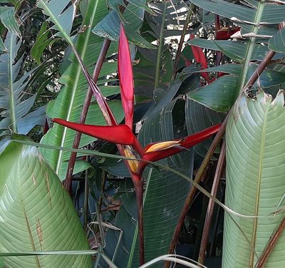 Heliconia tortuosa, photographed by Arthur de Jesús Chavarría Pérez