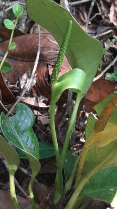 Anthurium fogdeniorum, photographed by Arthur de Jesús Chavarría Pérez