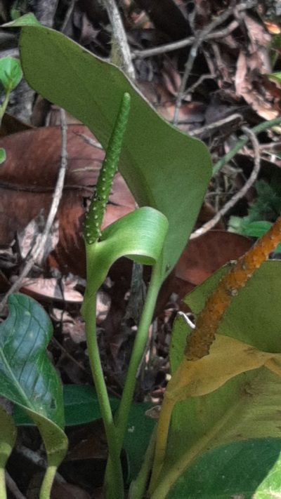 Anthurium fogdeniorum, photographed by Arthur de Jesús Chavarría Pérez