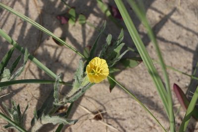 Oenothera mollissima, photographed by Florencia Grattarola