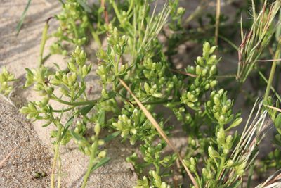 Baccharis linearifolia, photographed by Florencia Grattarola