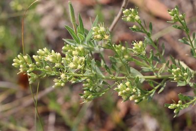 Baccharis linearifolia, photographed by Florencia Grattarola
