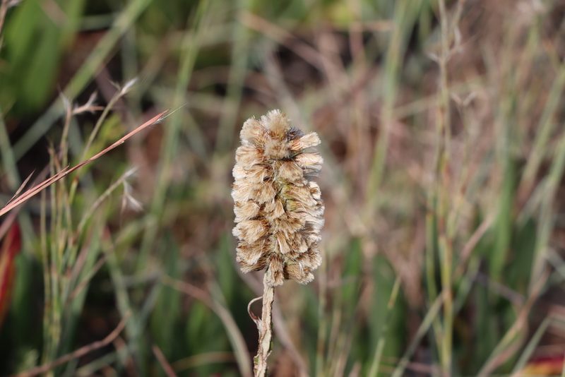 Pterocaulon lorentzii, photographed by Florencia Grattarola