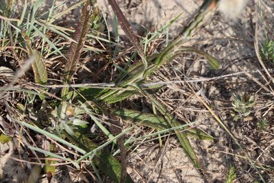 Pterocaulon lorentzii, photographed by Florencia Grattarola
