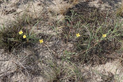 Oenothera mollissima, photographed by Florencia Grattarola