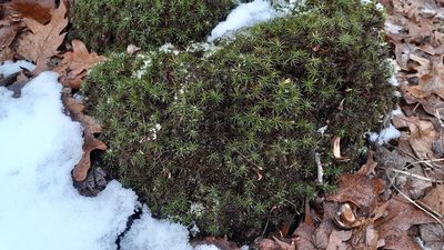 Polytrichum ohioense, photographed by Quinten Wiegersma