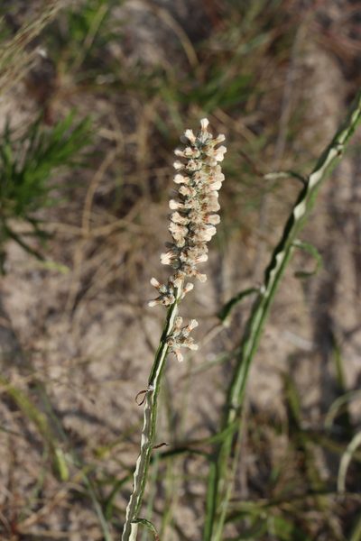 Pterocaulon lorentzii, photographed by Florencia Grattarola