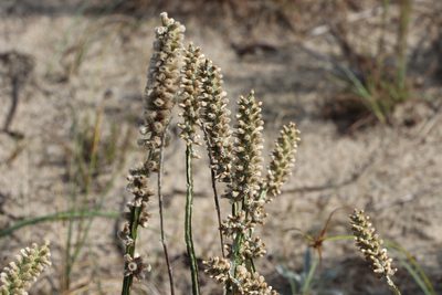 Pterocaulon lorentzii, photographed by Florencia Grattarola