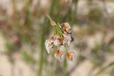 Cyperus trigynus, photographed by Florencia Grattarola