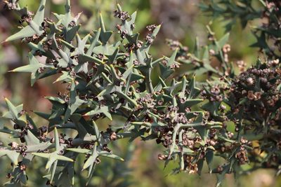 Colletia paradoxa, photographed by Florencia Grattarola