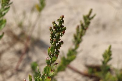 Chenopodium retusum, photographed by Florencia Grattarola