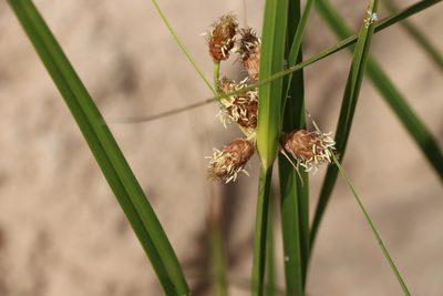 Bolboschoenus robustus, photographed by Florencia Grattarola
