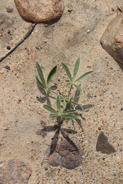 Lupinus multiflorus, photographed by Florencia Grattarola