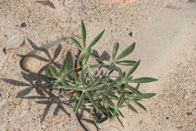 Lupinus multiflorus, photographed by Florencia Grattarola