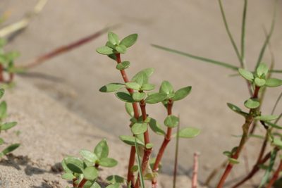 Gomphrena portulacoides, photographed by Florencia Grattarola