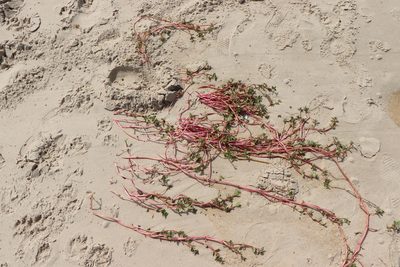 Gomphrena portulacoides, photographed by Florencia Grattarola