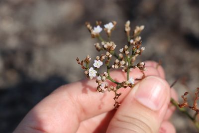 Limonium brasiliense, photographed by Florencia Grattarola