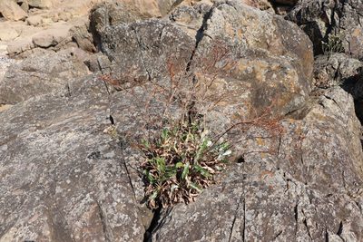 Limonium brasiliense, photographed by Florencia Grattarola