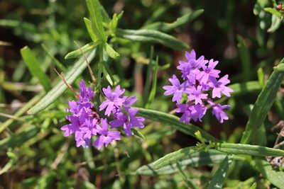 Verbena selloi, photographed by Florencia Grattarola
