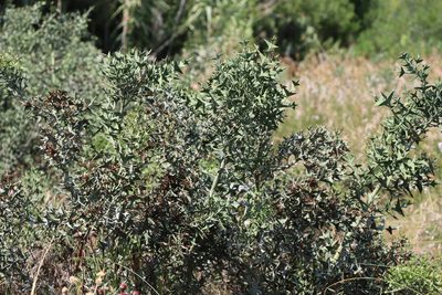 Colletia paradoxa, photographed by Florencia Grattarola