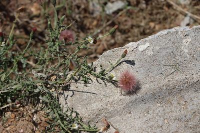 Noticastrum diffusum, photographed by Florencia Grattarola